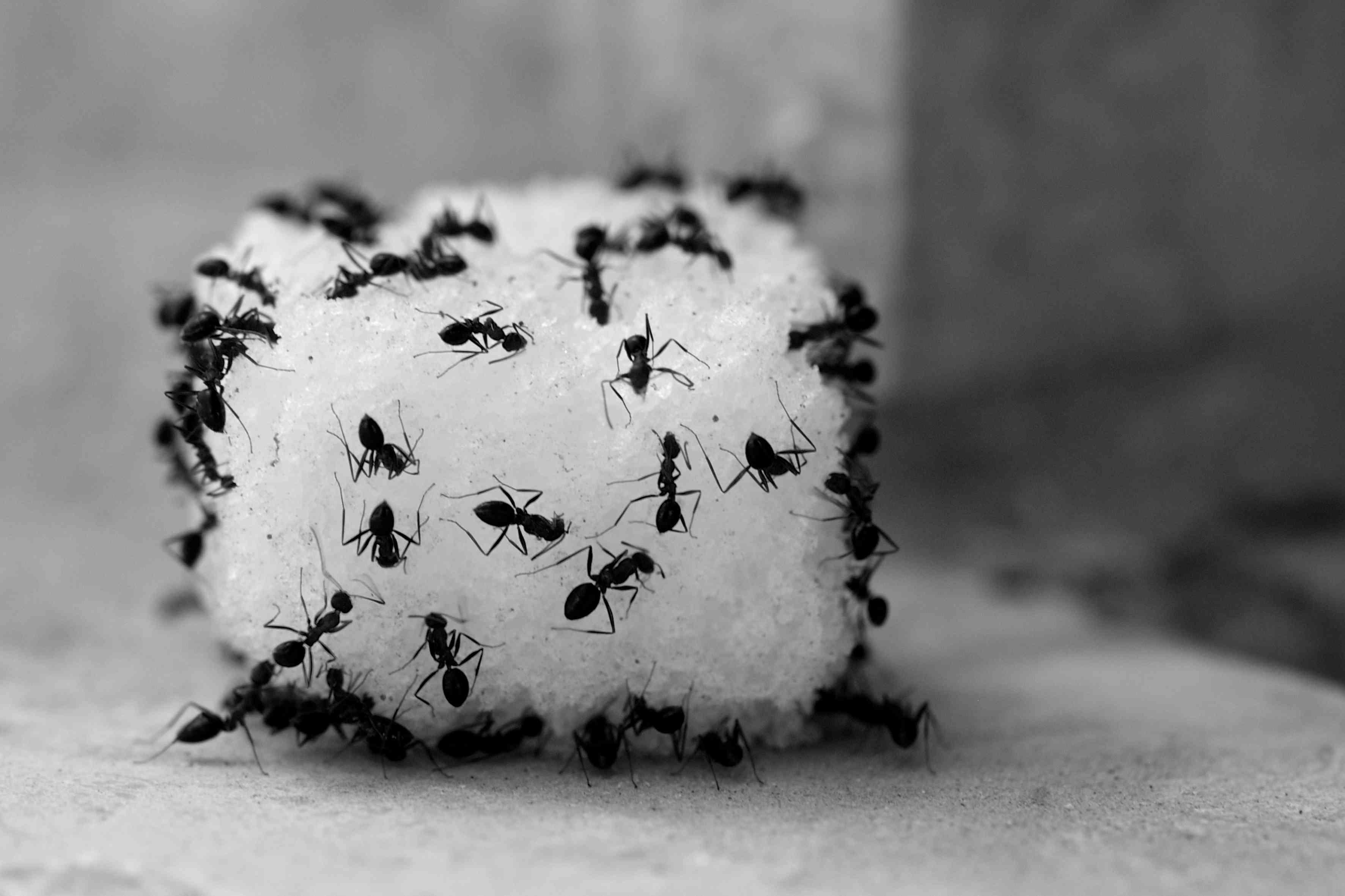 ترفند دفع مورچه‌های خانه با شن و ماسه | با یه کم شن و ماسه هر چی مورچه هست از زندگی‌ت دور کن+ویدئو