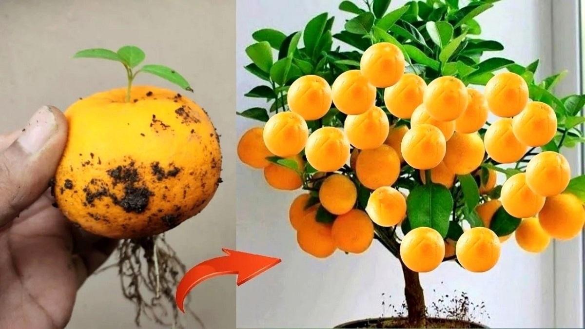 ترفند کاشت پرتقال در گلدان خانگی | دلت نمی‌خواد یه درختچه‌ی پرتقال کنج خونه داشته باشی؟