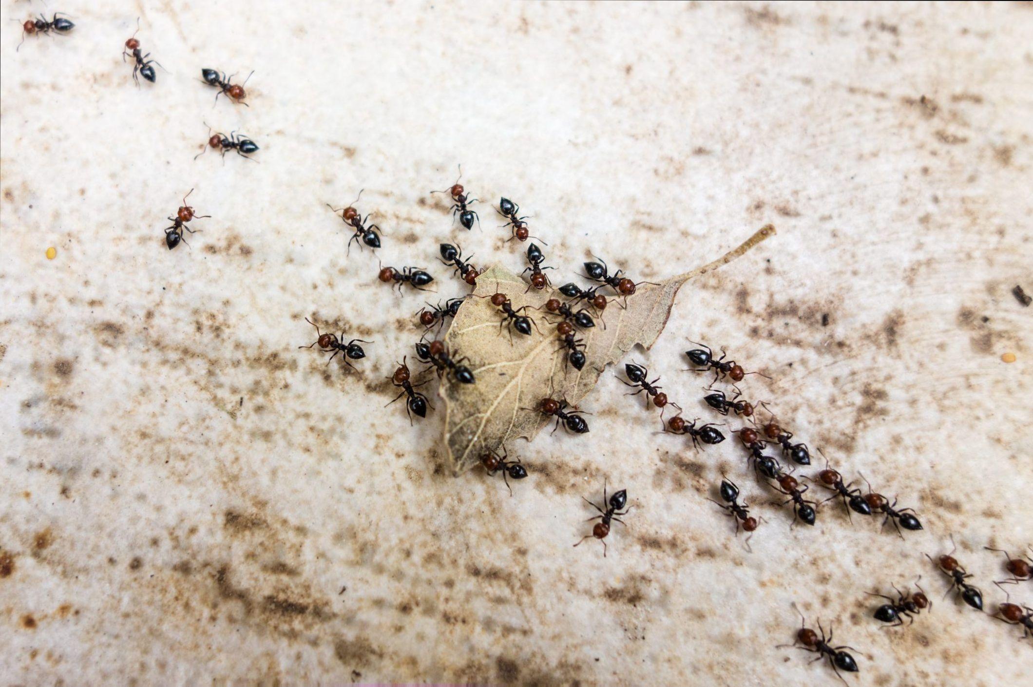 ترفند دفع کردن مورچه از خانه | با این روش مورچه هارو سه سوته از خونه فراری بده +ویدئو
