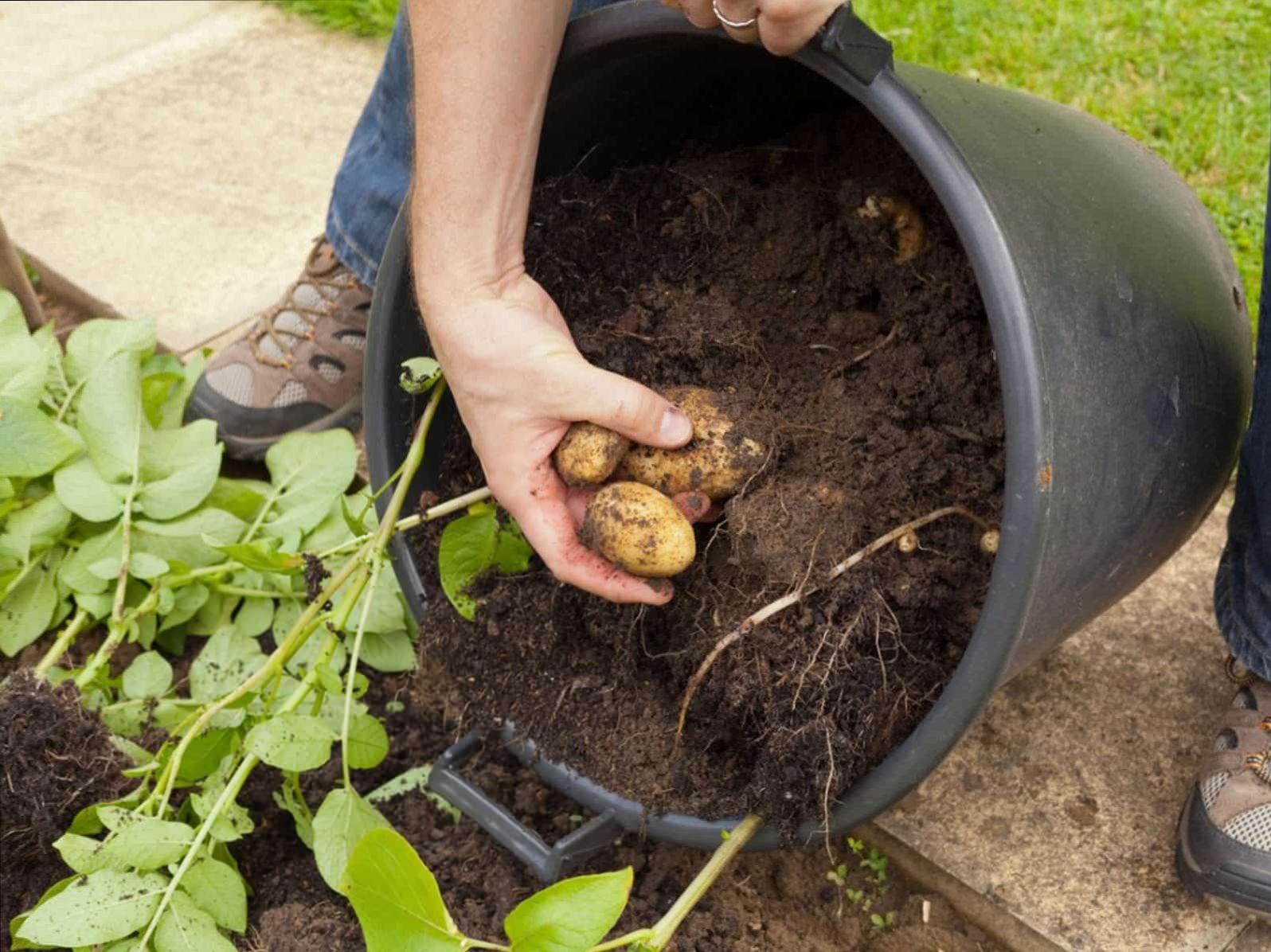 ترفند کاشت سیب زمینی در خانه | دیگه همیشه تو خونه سیب زمینی داری!