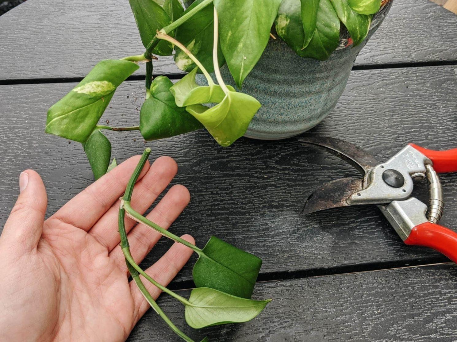ترفند نگهداری از گل و گیاهان | اگه برگ گیاهان آپارتمانی تو هم شل شده این ترفند رو از دست نده!