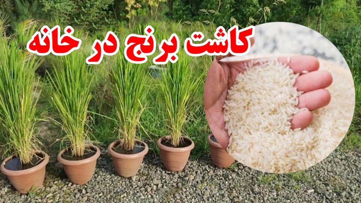 ترفند کاشت برنج در گلدان خانگی | دیگه خودت توی خونه برنج بکار، مثل آب خوردن!