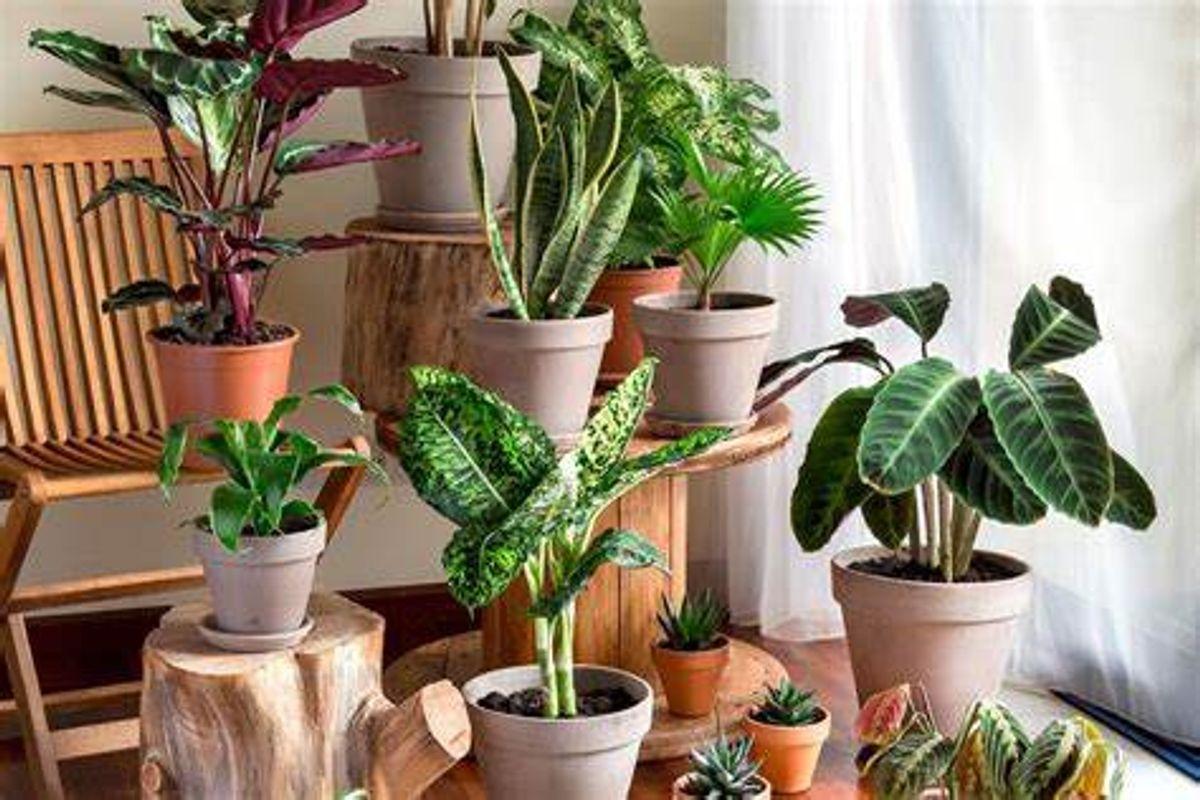 این گیاهان آپارتمانی ۵۰ سال عمر می‌کنند! | جان‌سخت‌ترین و ماندگارترین گیاهان آپارتمانی را بشناسید