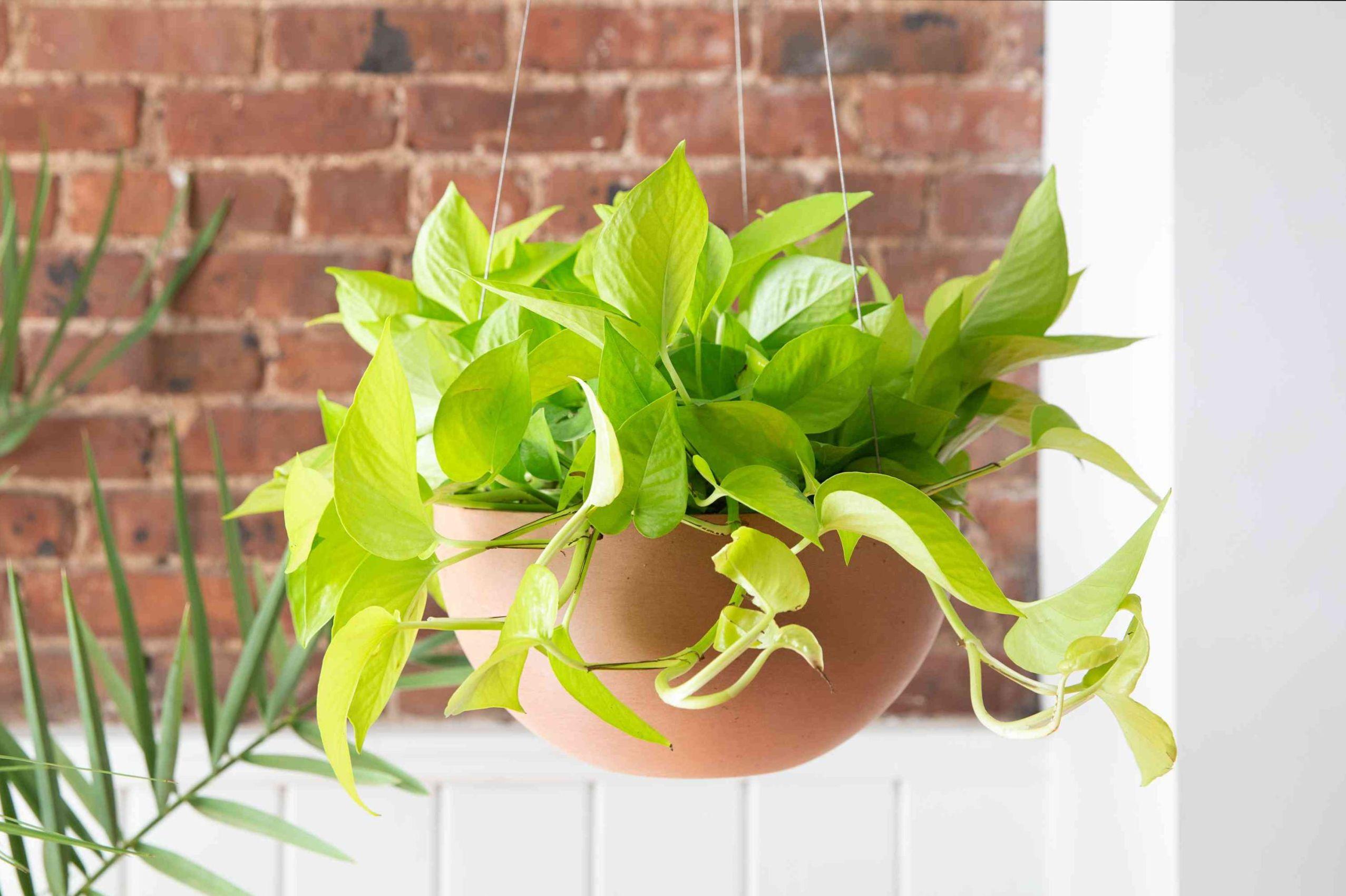 ترفند نگهداری از گیاه پتوس نئونی | این گیاه مقاوم مخصوص نگهداری تو آپارتمان!
