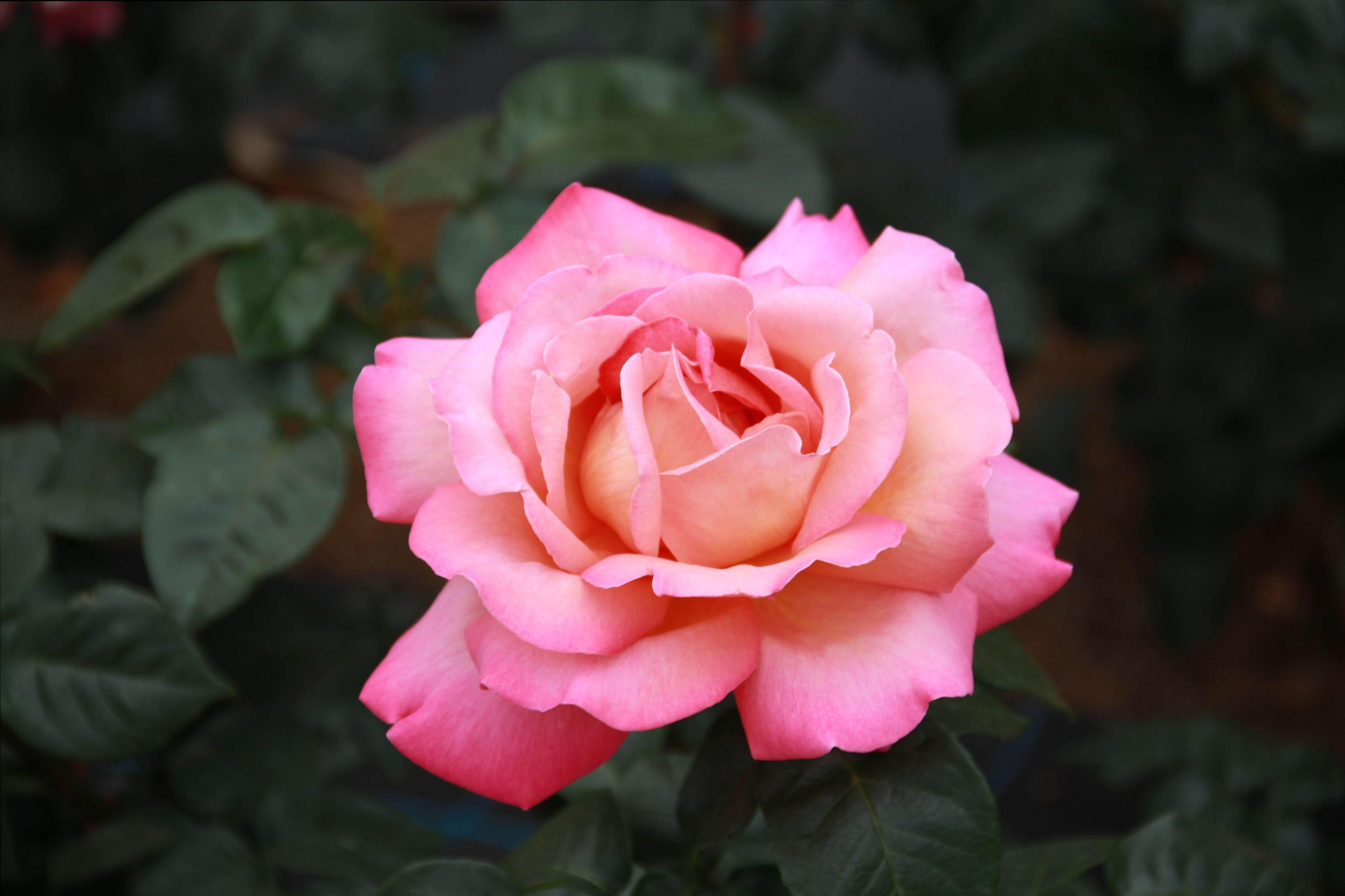 ترفند کاشت و تکثیر گل رز | با این روش خودت تو خونه گل رز بکار! +ویدئو