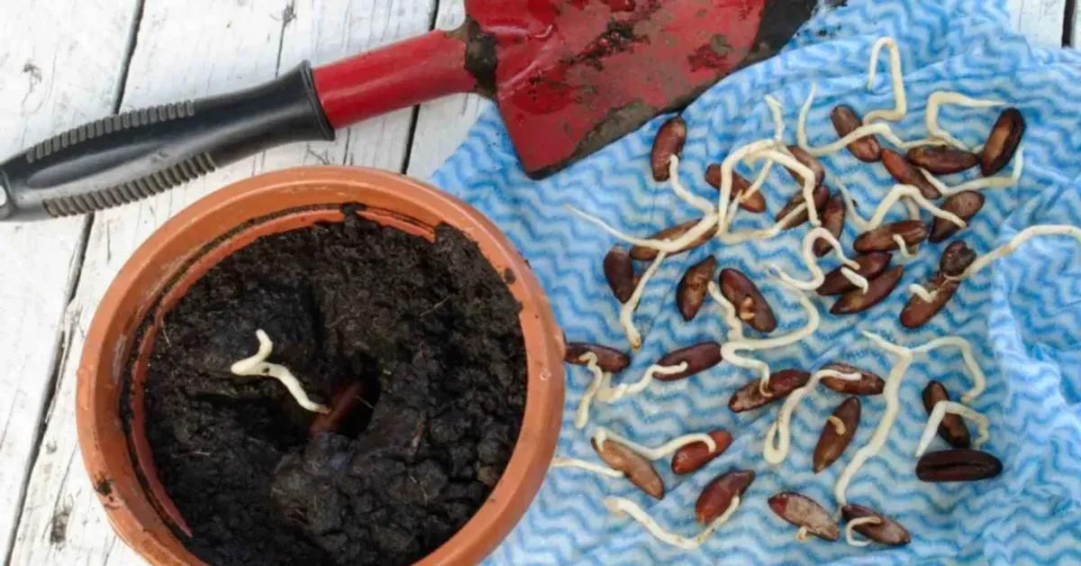 ترفند کاشت خرما در گلدان خانگی | هسته خرما رو دور نریز، به راحتی بکار و برداشت کن
