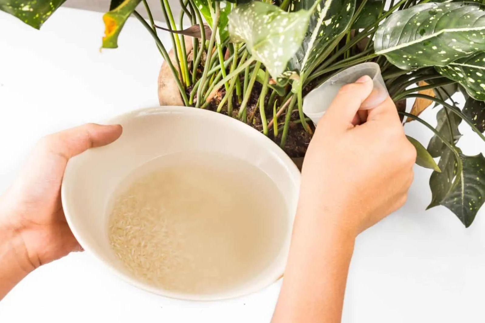 ترفند استفاده از آب برنج برای گیاهان | دیگه هیچ وقت آب برنج رو دور نریز! +ویدئو