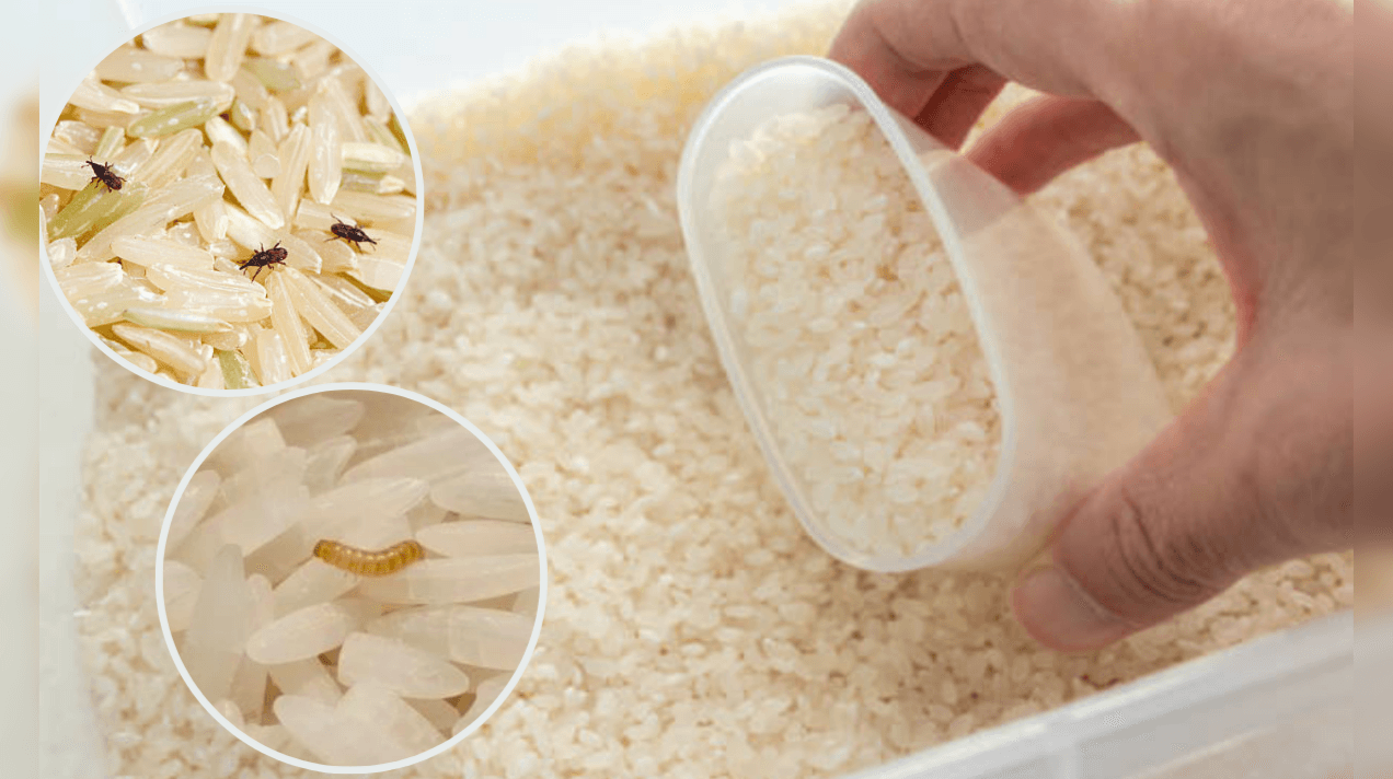 ترفند از بین بردن کرم برنج | این راهکار معجزه می‌کنه! +ویدئو