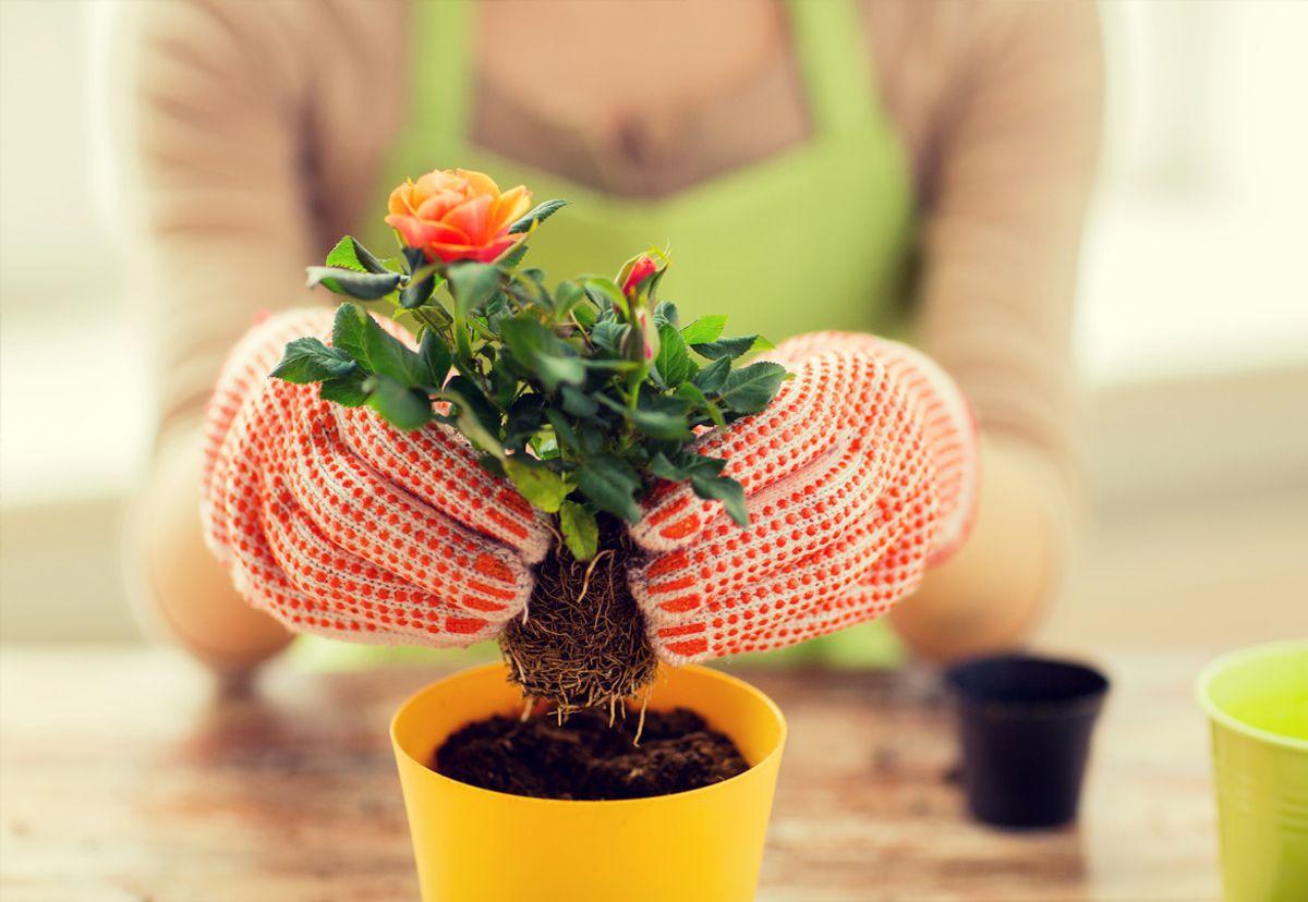 ترفند تکثیر گل رز با دستمال | با این روش گل رز را در کمترین زمان ممکن ریشه دار کنید! +ویدئو