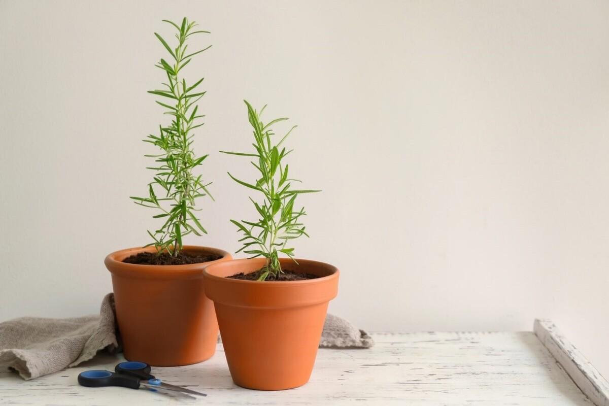 ترفند کاشت رزماری در گلدان خانگی | این گیاه مفید و خوشمزه رو خودت توی خونه بکار
