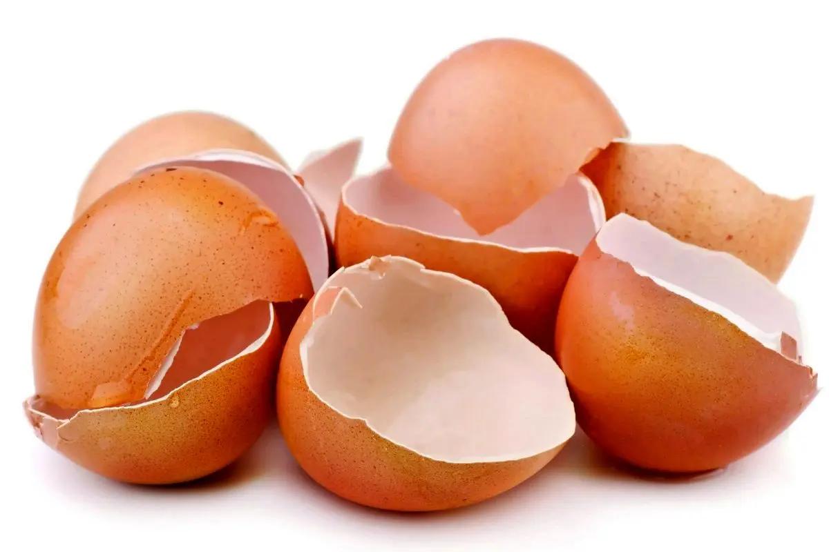 پوست تخم‌مرغ را هرگز دور نریزید! | پوست تخم‌مرغ و این همه خواص و کاربرد؟!