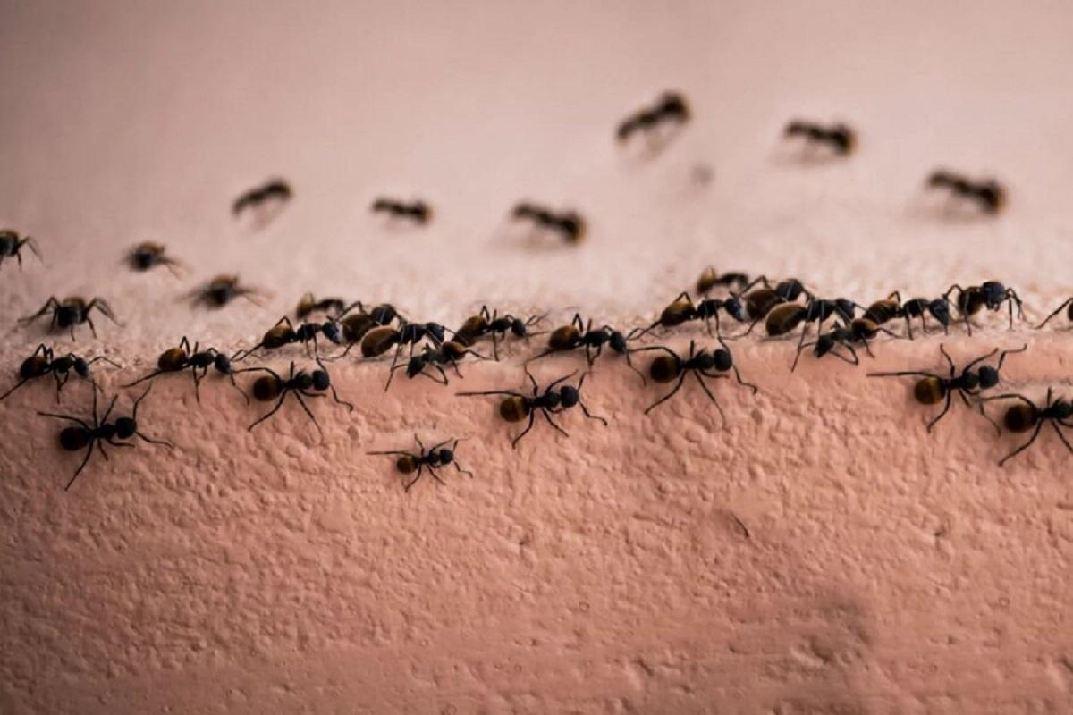 ترفند ریشه‌کن کردن مورچه‌های خانه | با این روش ساده دیگه یدونه مورچه هم توی خونه نمی‌بینی+ویدئو